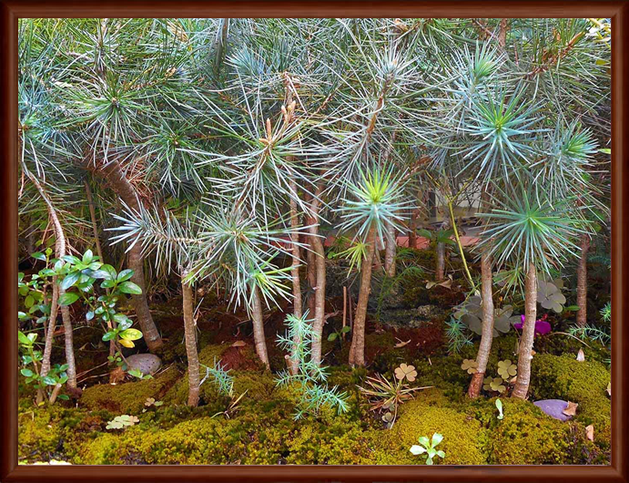 Oak Hill Miniature Forests